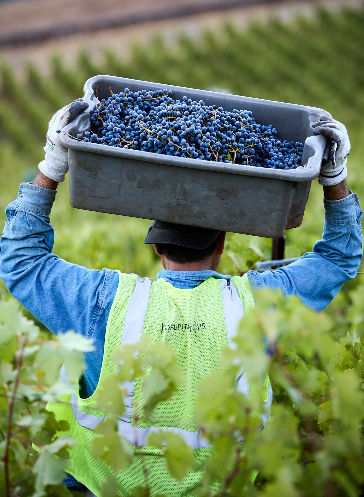 2022 Insignia | Joseph Phelps Vineyards