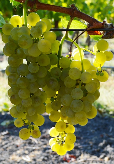 2024 Viognier | Joseph Phelps Vineyards