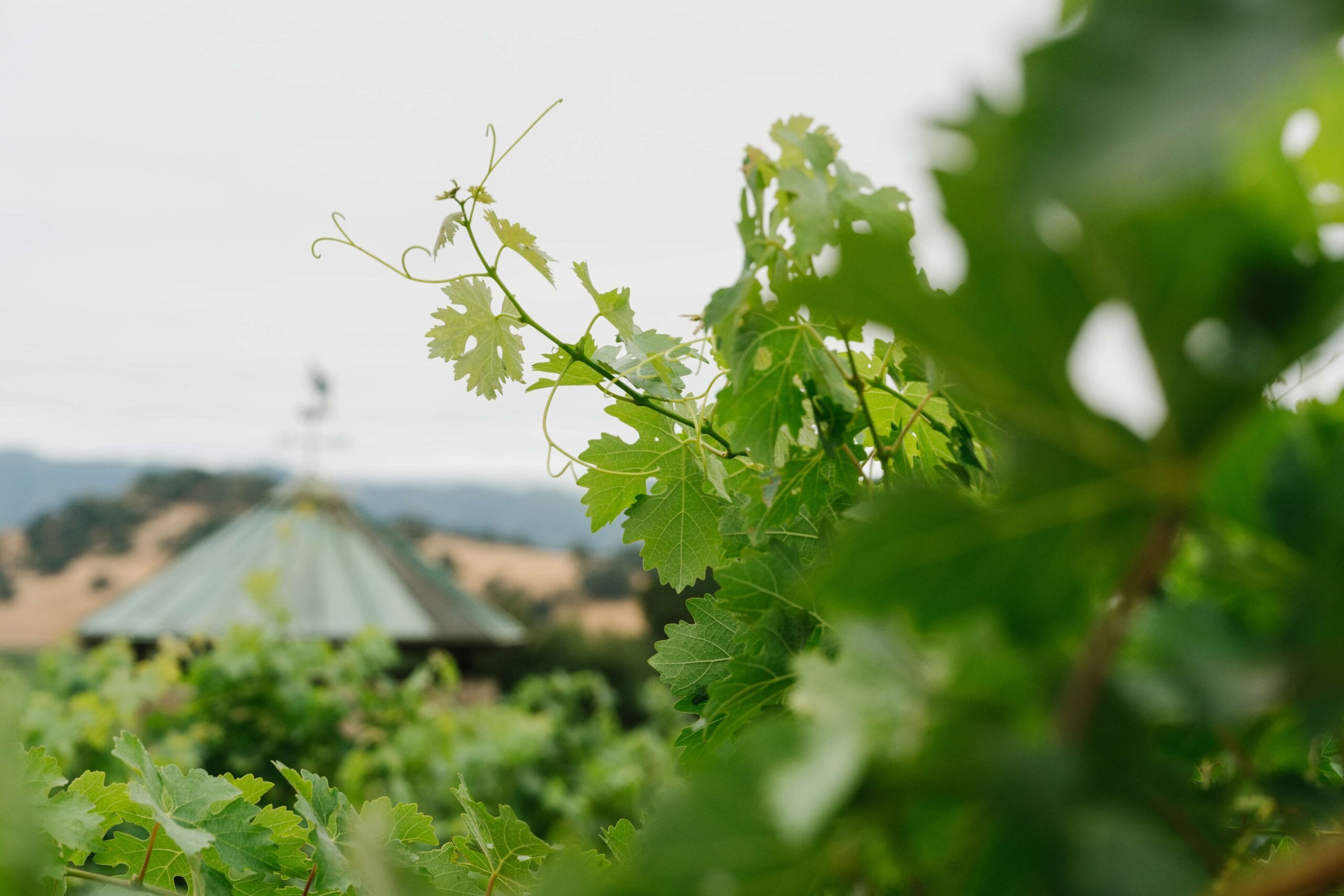 JosephPhelps-July2025-115-min