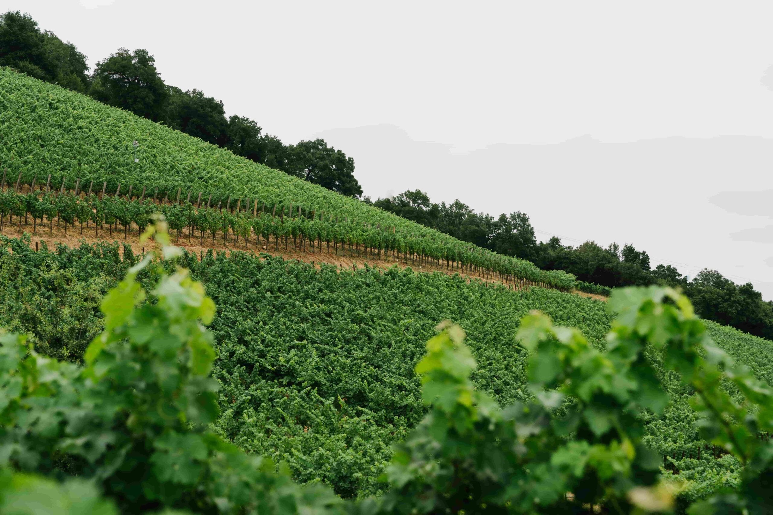 JosephPhelps-July2025-53-min