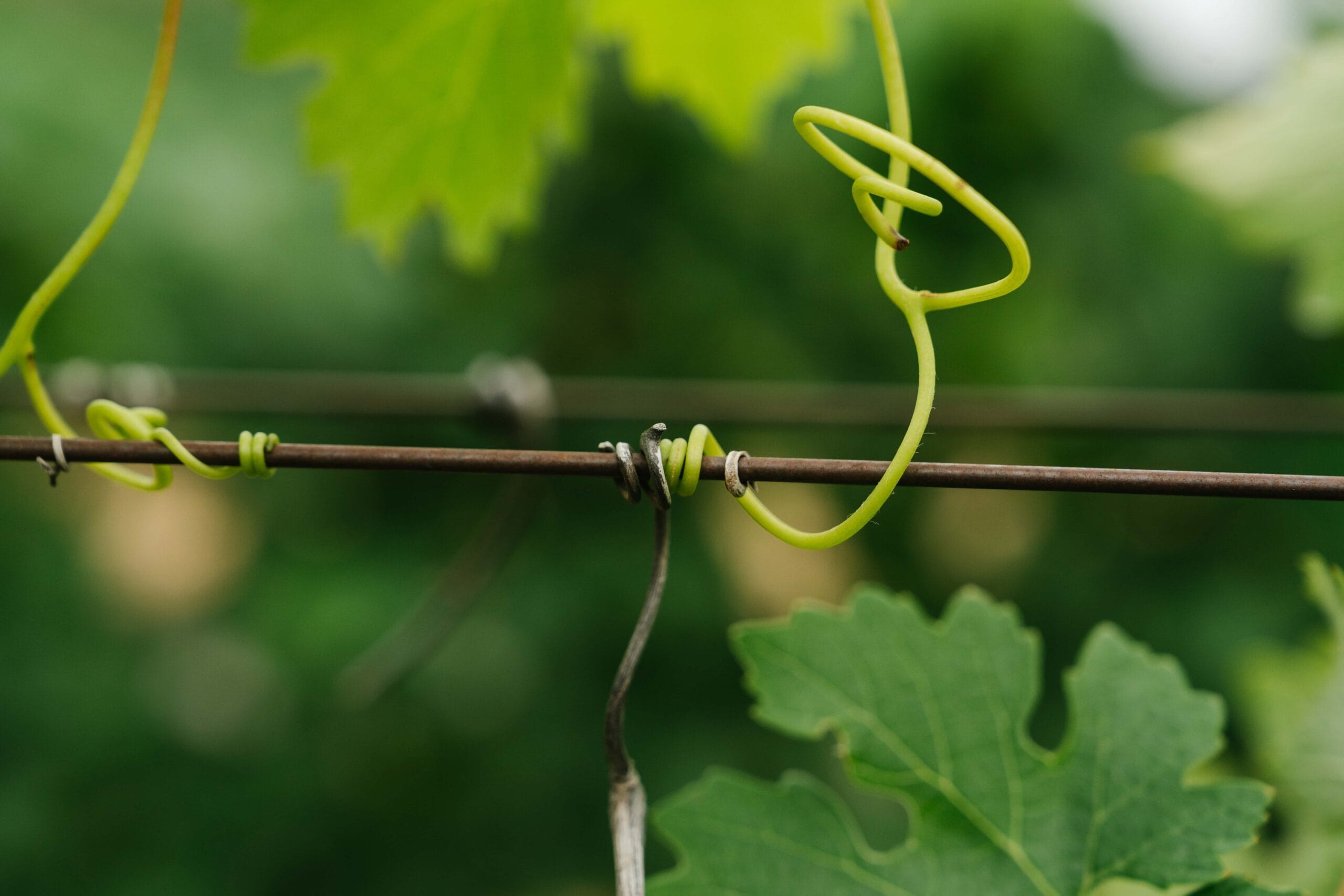 JosephPhelps-July2025-56-min