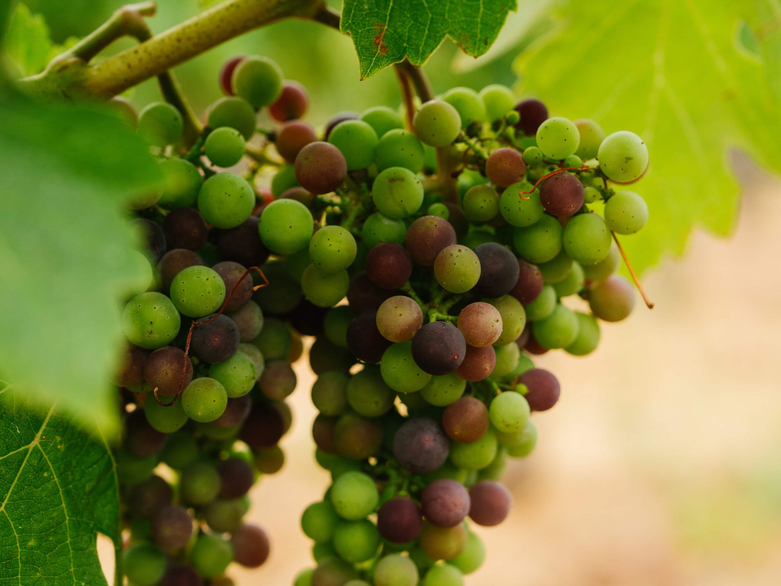 JosephPhelps-July2025-59-min