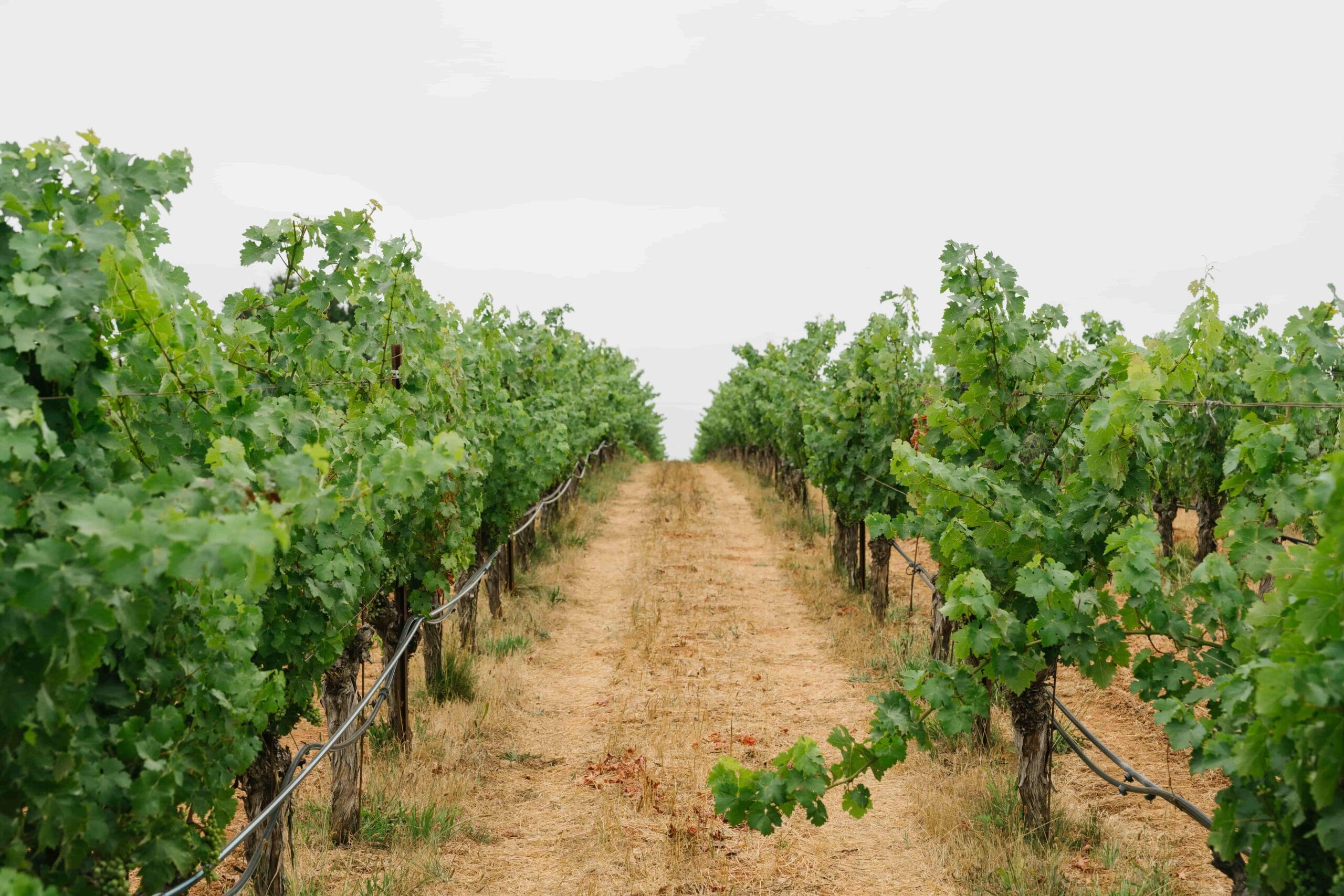 JosephPhelps-July2025-63-min