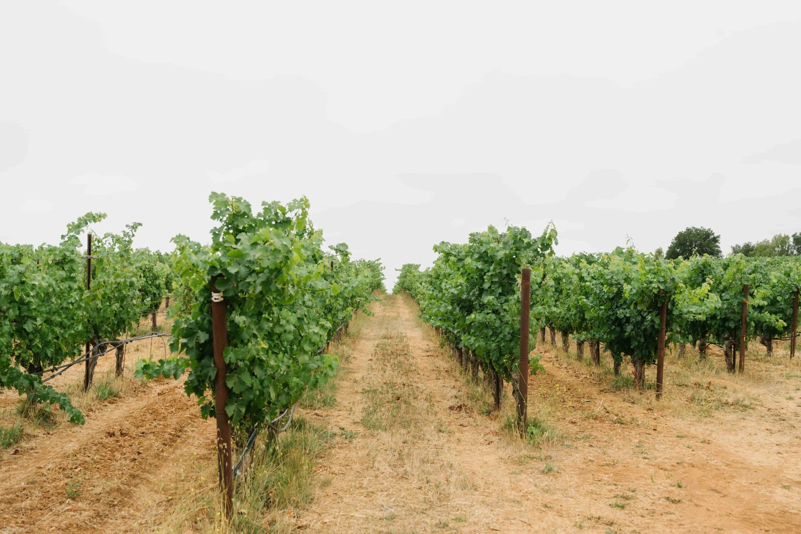 JosephPhelps-July2025-90-min