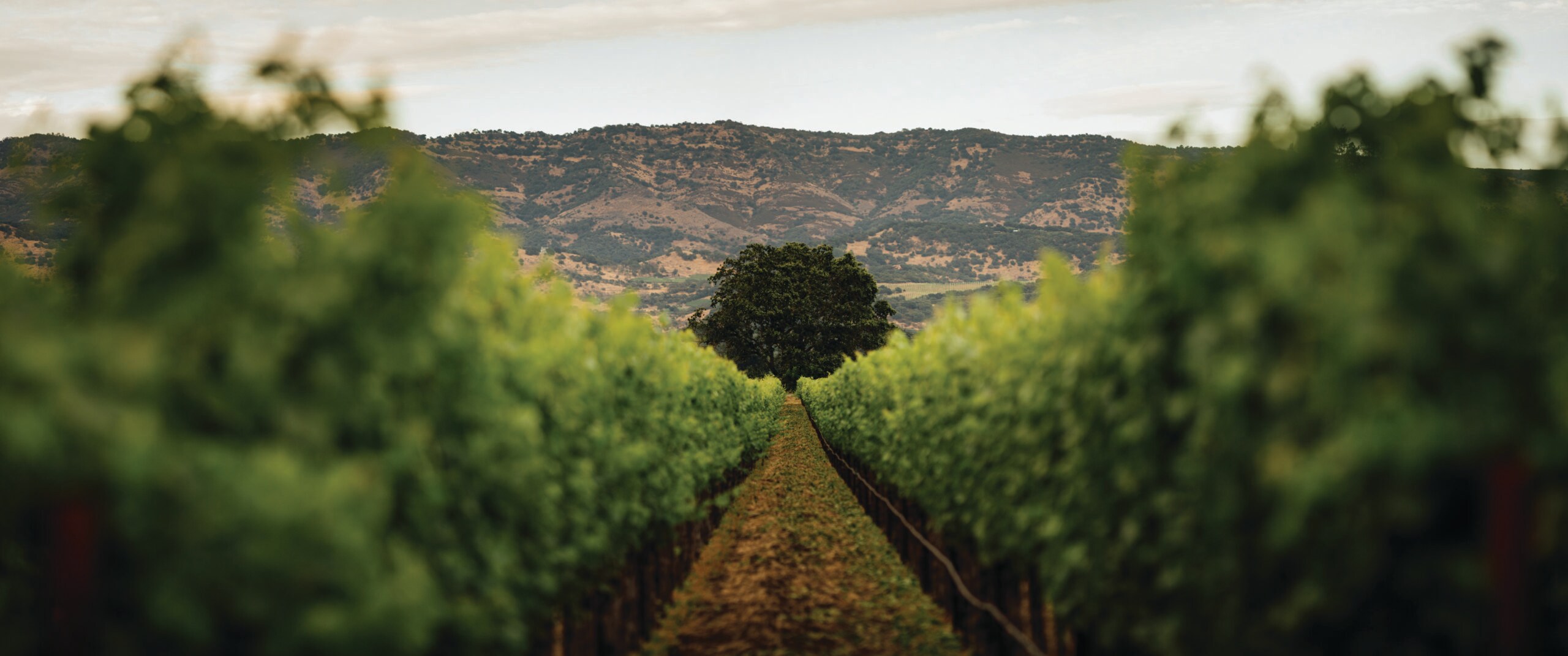 Yountville